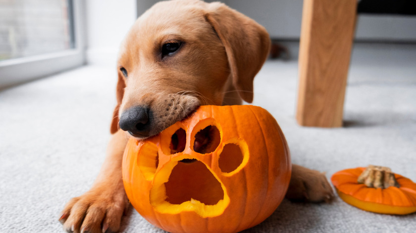 Puppy chewing on carved halloween pumpkin for healthy pet perks - Vitality