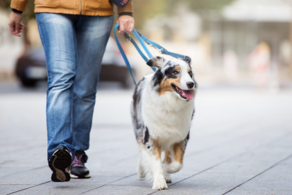 australian shepherd dog walking on a leash
